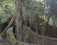 Gola Rainforest, escursione nella foresta pluviale