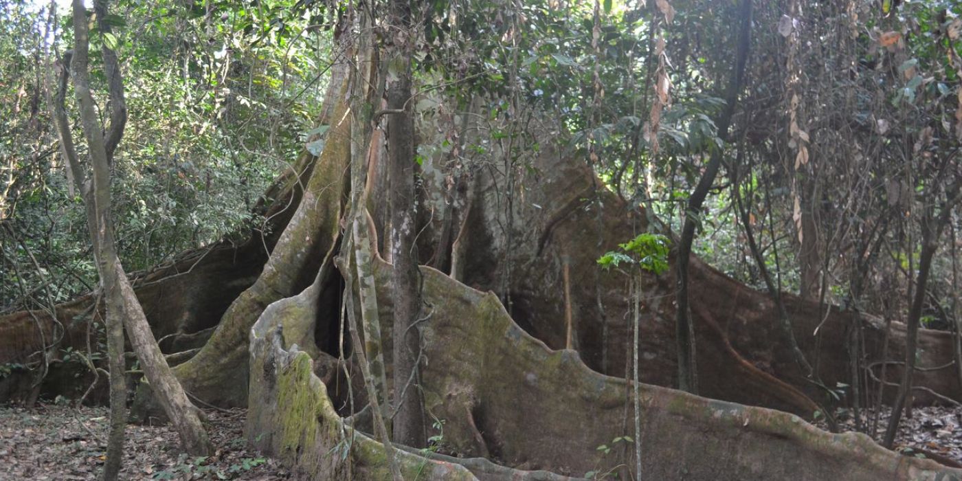 Gola Rainforest, escursione nella foresta pluviale