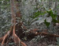 Gola Rainforest, escursione nella foresta pluviale