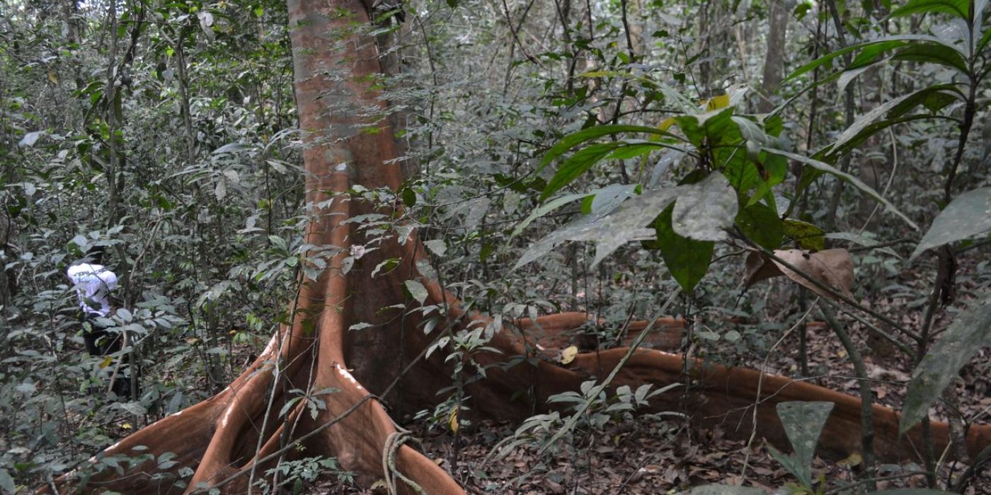 Gola Rainforest, escursione nella foresta pluviale