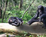 Tacugama Chimpanzee Sanctuary, esemplari di scimpanzè