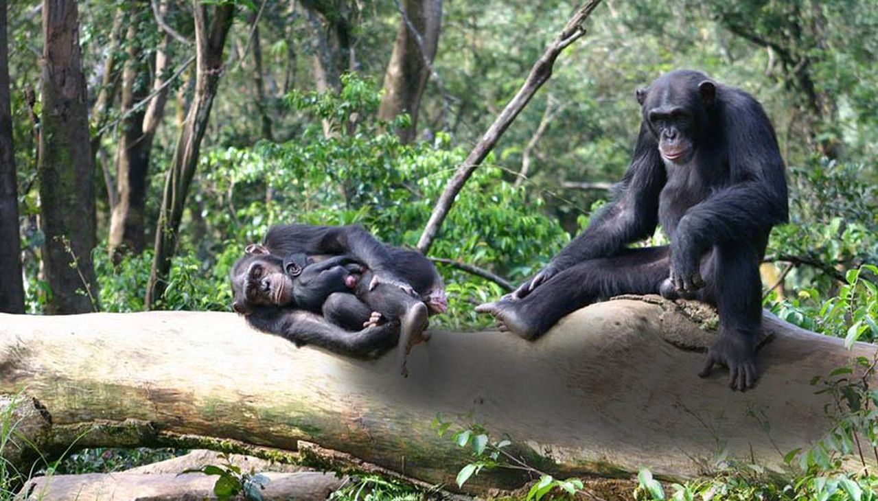 Tacugama Chimpanzee Sanctuary, esemplari di scimpanzè