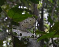 Gola Rainforest National Park