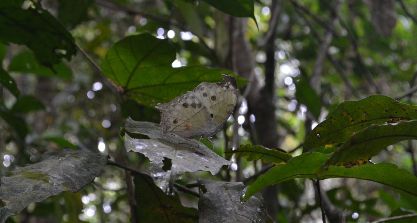 Gola Rainforest National Park